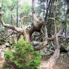 images/Schweden/Schweden 2009/IMG_4501.jpg